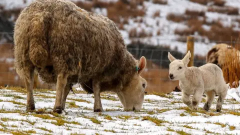 Sheep and lamb in the snow