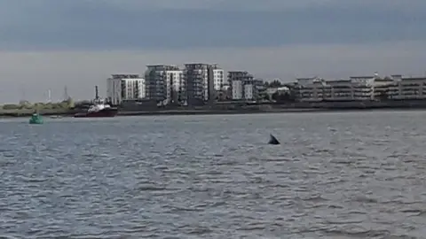 Richard Banner Whale in Thames