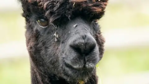 Press Eye Geronimo the alpaca