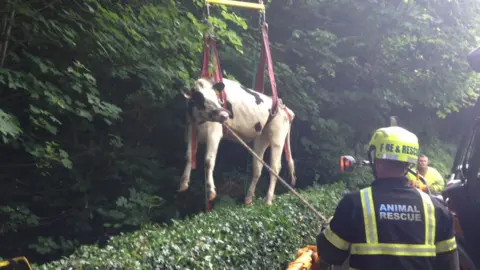 Northern Ireland Fire and Rescue Service  Cow rescue