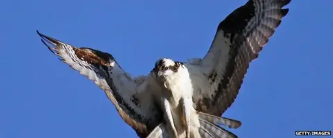 Getty Images osprey