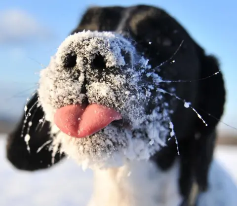 Weather Watcher WilfChlsfield A dog with snowy whiskers