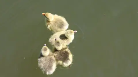 Becca Collacott Ducklings in Abingdon
