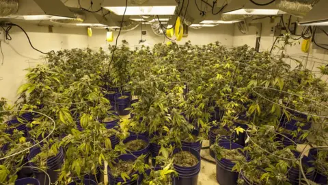 Getty Images Cannabis plants