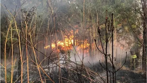 Dorset and Wiltshire Fire Service Ringwood Forest fire