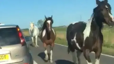 Ross Cathcart Horses on A47