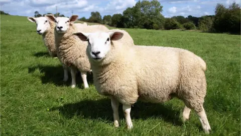 Getty Images sheep