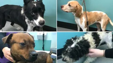 RSPCA Abandoned dogs