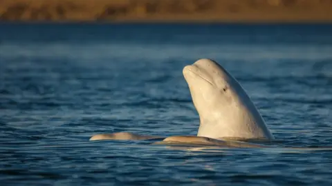 Getty Images Beluga whale