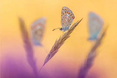 Ross Hoddinott / British Wildlife Photo Awards Common blue butterflies (Polyommatus icarus) Vealand Farm, Devon, England