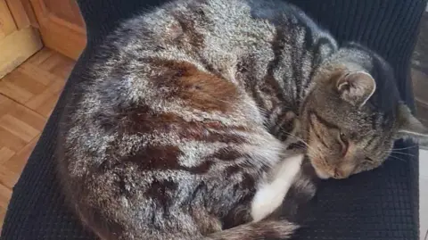 Jaffa the cat, curled up on a sofa. The cat is brown and has stripes and is sleeping. 