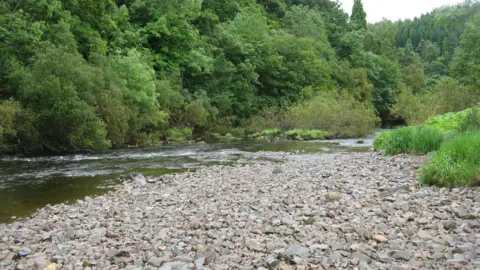 A rocky river bed with some water running beside it and plantlife on its banks