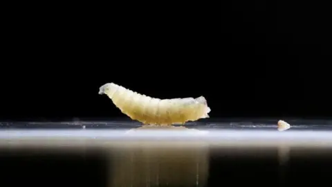 Reuters A close-up of a screwworm is seen against a black background at a veterinary clinic in Tapachula, Chiapas state, Mexico July 4, 2025.