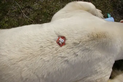 Tyler Ross A small tracker tag fitted to the fur on a polar bear's back 