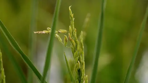 5134c8c0-9253-11f0-9cf6-cbf3e73ce2b9.jpg UK's first rice crop ripe for picking after hot summer