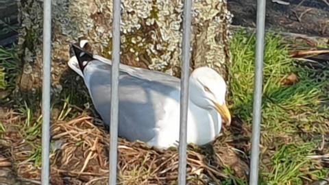 The gull sitting on its nest protected by a metal barrier