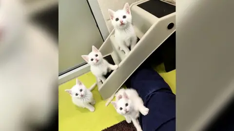 The Cotswolds Cats & Dogs Home A litter of four white kittens looking directly at the camera as they stand on and around some steps at the Cotswolds Cats & Dogs Home