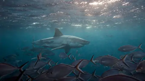 Getty Images Great white shark near surface with sunlight swimming through school of fish