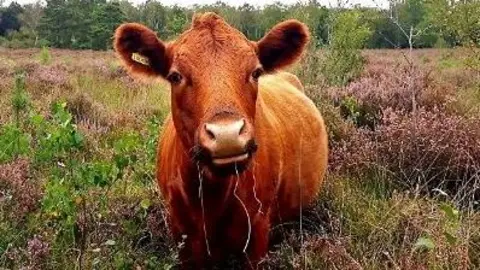 An orange cow lying down in scrubland