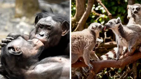 split screen with 2 apes kissing on the left ad two lemurs kissing on the right