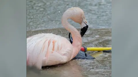 Flamingo next to a water sprinkler