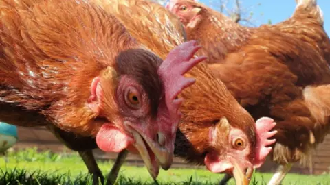British Hen Welfare Trust (BHWT) A close-up of three hens outside, two of which are eating grass