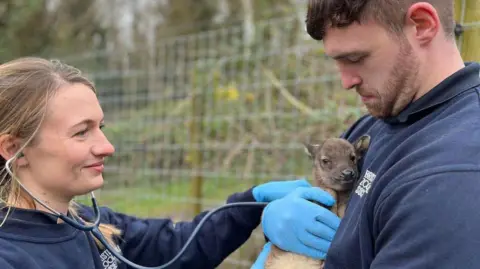 Bristol Zoo Project Two Bristol Zoo Project staff wearing dark blue sweatshirts tend to a baby deer. One of them, a man, is holding the animal close to his chest while the other, a woman, is listening to the animal using a stethoscope.