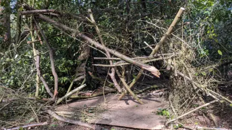 LDRS A criss-cross of broken wood in a wooded area.