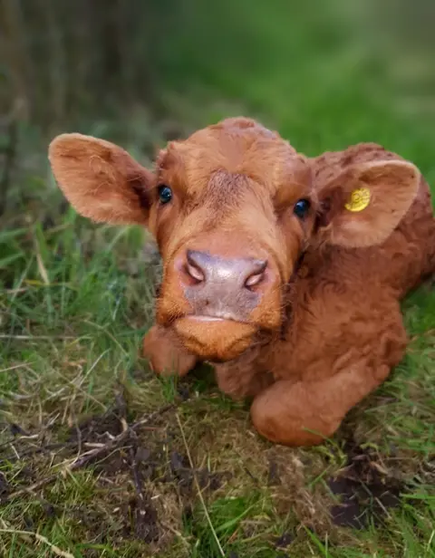Gordon Stewart a close up photo of a orange calf sitting on some grass.