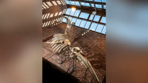 Linda Bussey Whale skeleton
