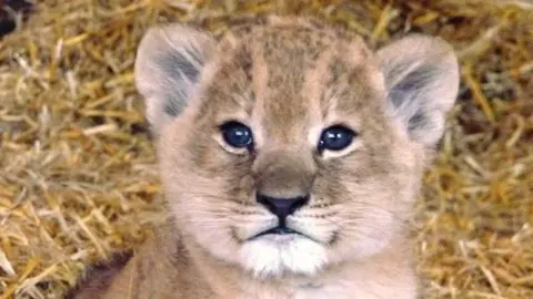 Africa Alive A close-up of a lioness cub. She is looking directly into the camera and sitting on or in front of hay.