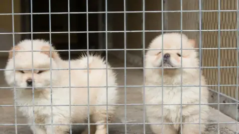 Dogs Trust Two white fluffy puppies are looking at the camera from inside a metal crate
