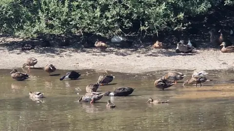 A group of brown feathered ducks in Hempton village pond. While it is not completely full, there is enough water for the ducks to swim and shade under the nearby bushes.