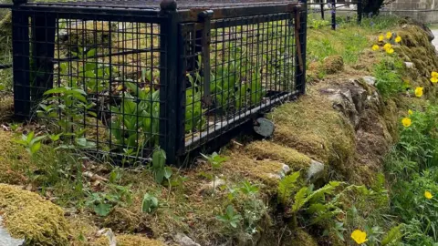 Kevin Walker Some orchids are covered by a large black cage with a padlock on it. Other flowers are outside of the cage and a tree and house are in the background.
