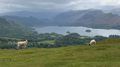 Vicki Two sheep, who are nonchalantly munching the grass beneath them, in front of a sweeping view of a lake surrounded by mountains, fields, and woods. But all still covered by a cloudy sky.