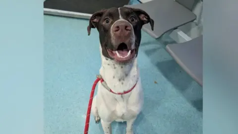RSPCA A wide-eyed, happy-looking dog with a black head and white body. He is sat properly, looking directly forward at the camera. He is sat on a blue lino floor, which appears to be in a vets.