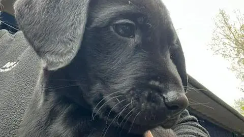 A black Labrador puppy.