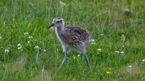 A brown bird with long legs and a dark beak standing in grass