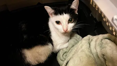 Wythall Animal Sanctuary A black and white cat stares into the camera while half lying on a green towel.