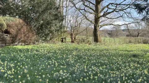 A field of daffodils dotted flanked by trees and hedges.