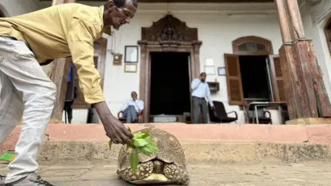Mehmet Yilmaz Guldas/Getty Images A giant tortoise, caring by 85-year-old collector Abdullah Ali Sharif, is seen at the Abdullah Ali Sharif Museum in Harar, Ethiopia on June 17, 2024. Sharif, exhibits artefacts from Islamic and Ottoman history, as well as weapons from the Second World War. 