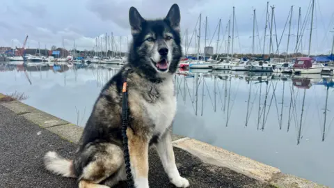 Anne-Marie A husky-like dog sits proudly in the middle of the image. It is sat on a pavement area with a marina containing sailing boats behind. It is a dry day but with grey clouds dominating the sky.