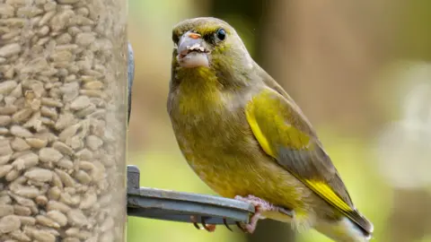 Greenfinch, Chloris chloris on a bird feeder in a garden in Ambleside, Lake District, UK.