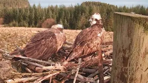 Kielder Osprey Partnership A pair of the ospreys in a nest which is at the top of a hill overlooking a lake. One of them looks straight ahead, but the other's head is stretched to look behind it, looking us in the eye.