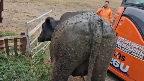 Yorkshire Water A black cow covered in mud but standing up on regular ground.
