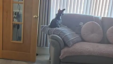 Jade Fenton The back of an animal sat on a cushion on a sofa with its ears pricked up looking out the window. 