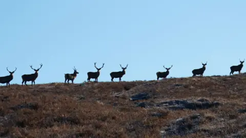 John McGowan & Alison Cunningham A row of deer standing in silhouette along the top of a ridge under a clear blue sky. The ground is covered in short brown vegetation, and the animals are evenly spaced across the horizon.