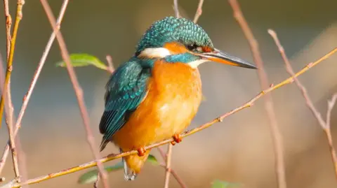 Phil H An orange chested, blue headed and silver beaked king fisher perched on a thin twig