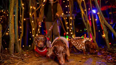 Cotswold Farm Park Fairylights on the trees and three dashschunds on leads with a person behind them