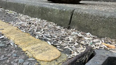Jon Wright/BBC A close-up picture of a pavement curb with a yellow line and a drain, and lots of sunflower seed husks.